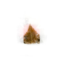 Load image into Gallery viewer, Kitakyu Sakura Mochi - Rice Cake with Cherry Leaf 50g
