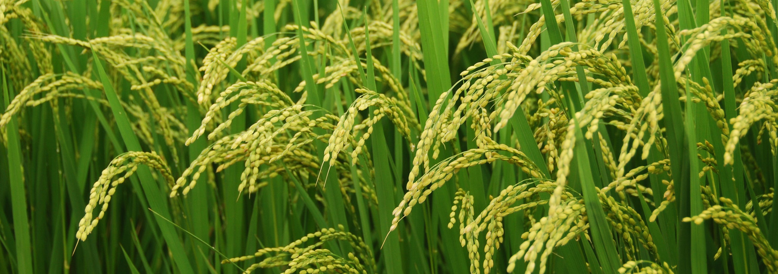 Rice Image